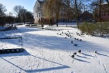 Park Sowińskiego zimą też wygląda magicznie. Nie wierzycie? Zobaczcie te zdjęcia!