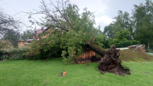 Silny podmuch wiatru powalił drzewo na dom i budynek gospodarczy. Interweniowali druhowie z OSPw Krygu