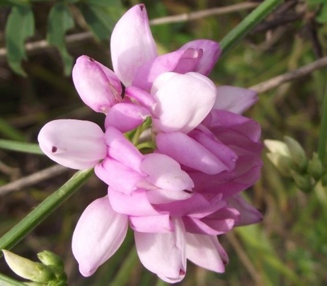 Cieciorka pastewna
Fot. Dorota Michalczak