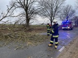 Powiat starogardzki. Strażacy walczą ze skutkami silnego wiatru ZDJĘCIA