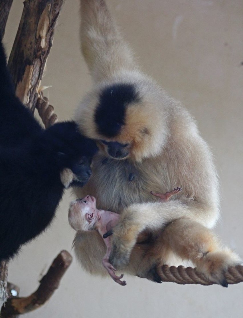 ZOO Warszawa ma nowego mieszkańca. To mały gibon, dla...