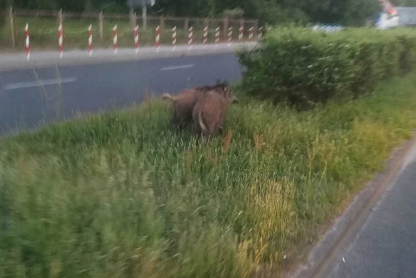 Dwa dorodne dziki pojawiły się na ul. Łużyckiej. Pasły się...