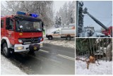 Brak prądu, zerwane przewody i powalone drzewa. 120 interwencji bielskich strażaków
