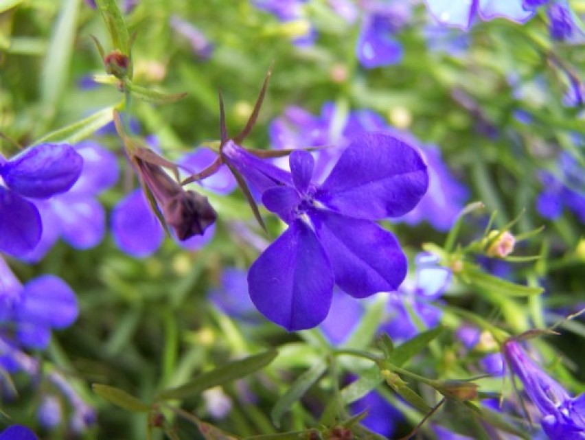 Lobelia ma drobne niebieskie, białe lub różowe kwiatki....