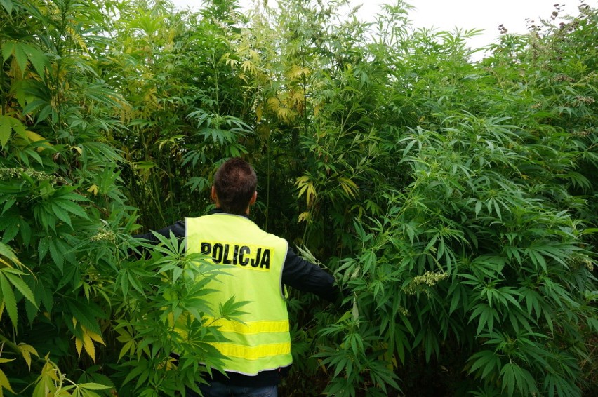 Marihuana w Łazach. Policjanci znaleźli spore uprawy konopi indyjskich