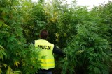 Marihuana w Łazach. Policjanci znaleźli spore uprawy konopi indyjskich