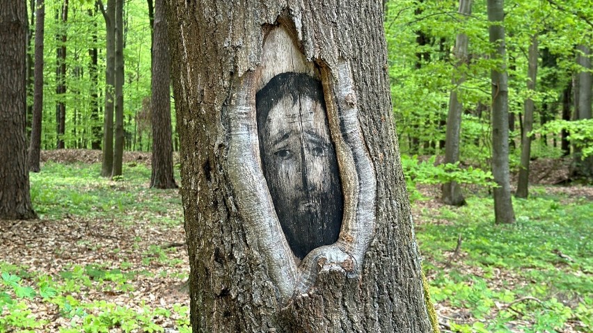 Jedyna taka galeria sztuki w Polsce. Janusz Mytkowicz stworzył ją w... lesie w Okocimiu. Eksponaty wiszą na drzewach. Mamy zdjęcia i wideo!