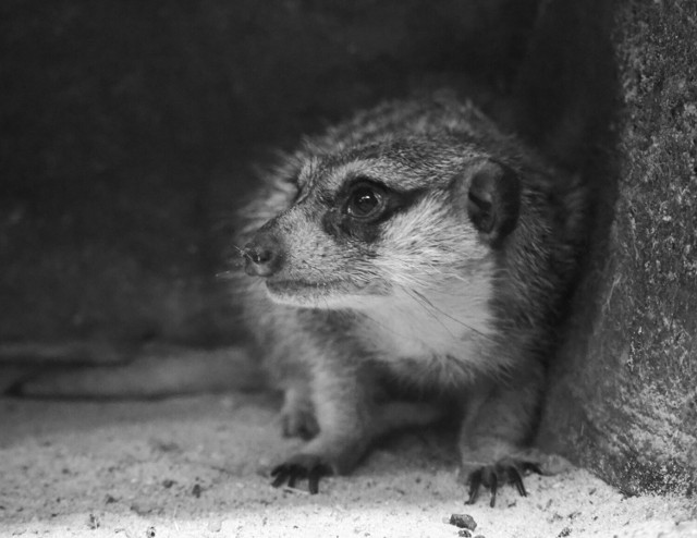 Nie żyje "Mamuśka" - przywódczyni surykatek z warszawskiego zoo