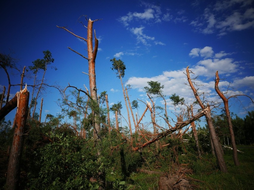 Wichura z 2017 roku zniszczyła las na trasie Rogowo -...