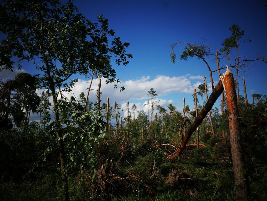 Wichura z 2017 roku zniszczyła las na trasie Rogowo -...
