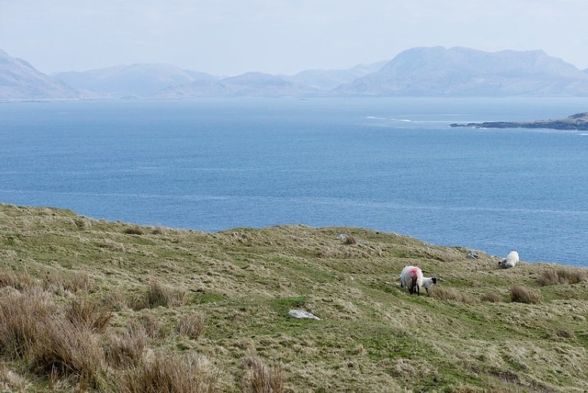 Projekt „Nasze żywe wyspy” przygotowany przez irlandzki rząd...