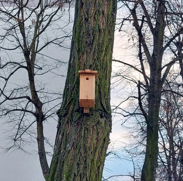 Na osiedlu Szydłówek w Kielcach w ramach budżetu obywatelskiego powieszono na drzewach kilkadziesiąt budek lęgowych.