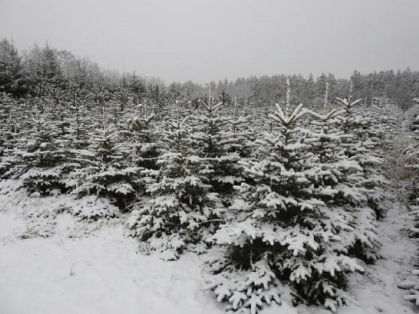 Ponad 3 000 bożonarodzeniowych drzewek do kupienia prosto od nadleśnictwa w Lublinie