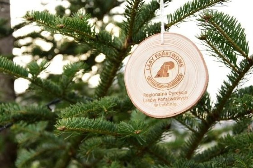 Ponad 3 000 bożonarodzeniowych drzewek do kupienia prosto od nadleśnictwa w Lublinie