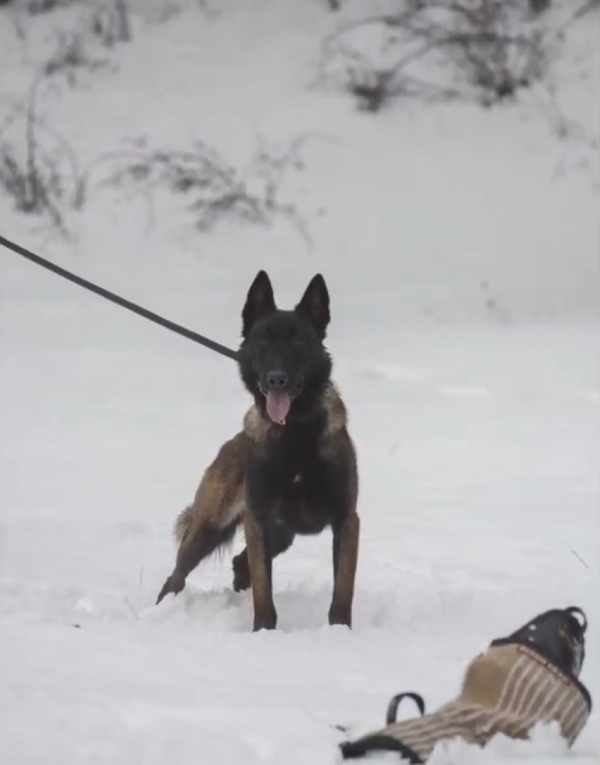 Omo, nowy funkcjonariusz policji w Radomsku. Jak wygląda szkolenie psa policyjnego? [FILM]