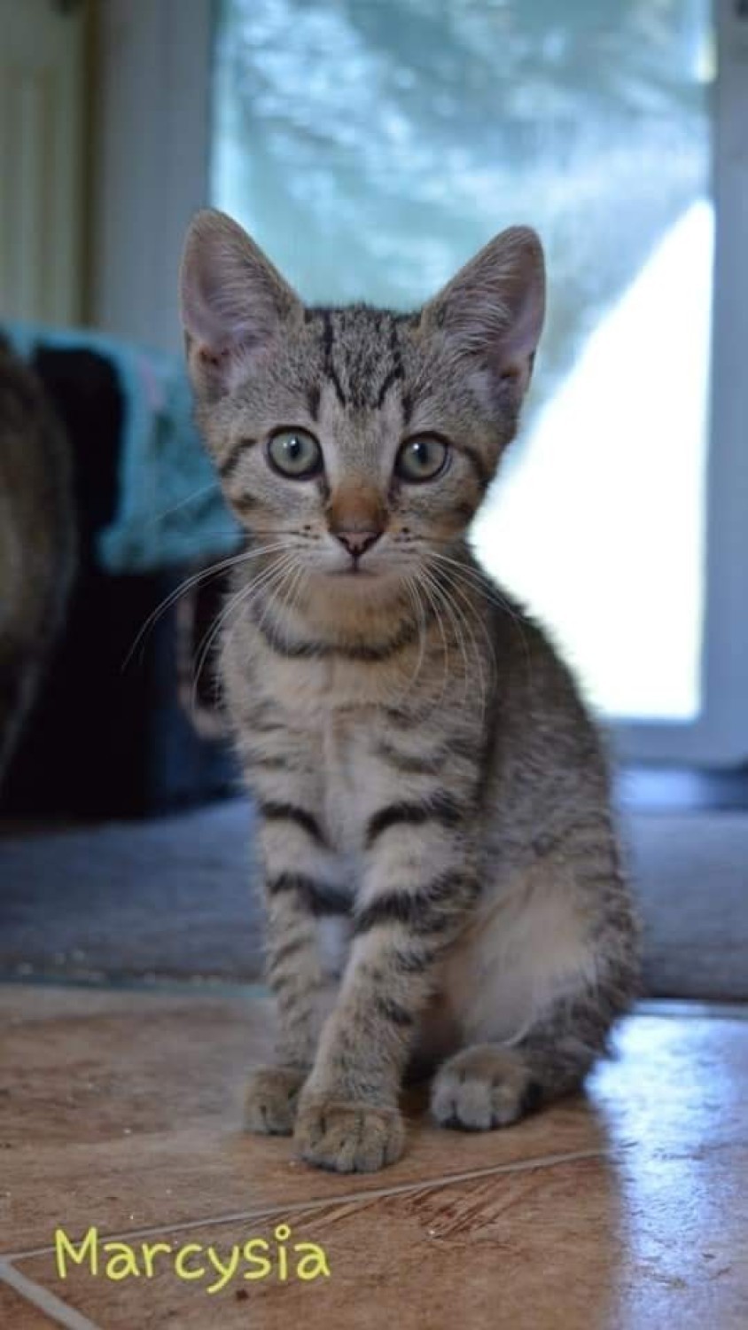 Kolejne koty czekają na adopcję. Wśród nich są Krecik i Jaśminka! 