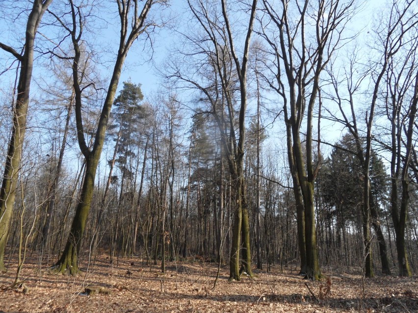 Lasy Żory: Zobacz zdjęcia z niedzielnego spaceru w lesie Dębina! FOTO