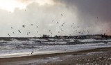 Bałtyk zadziwił mieszkańców Fromborka. Na plaży pojawiły się morszkulce. Czym jest niezwykłe zjawisko?