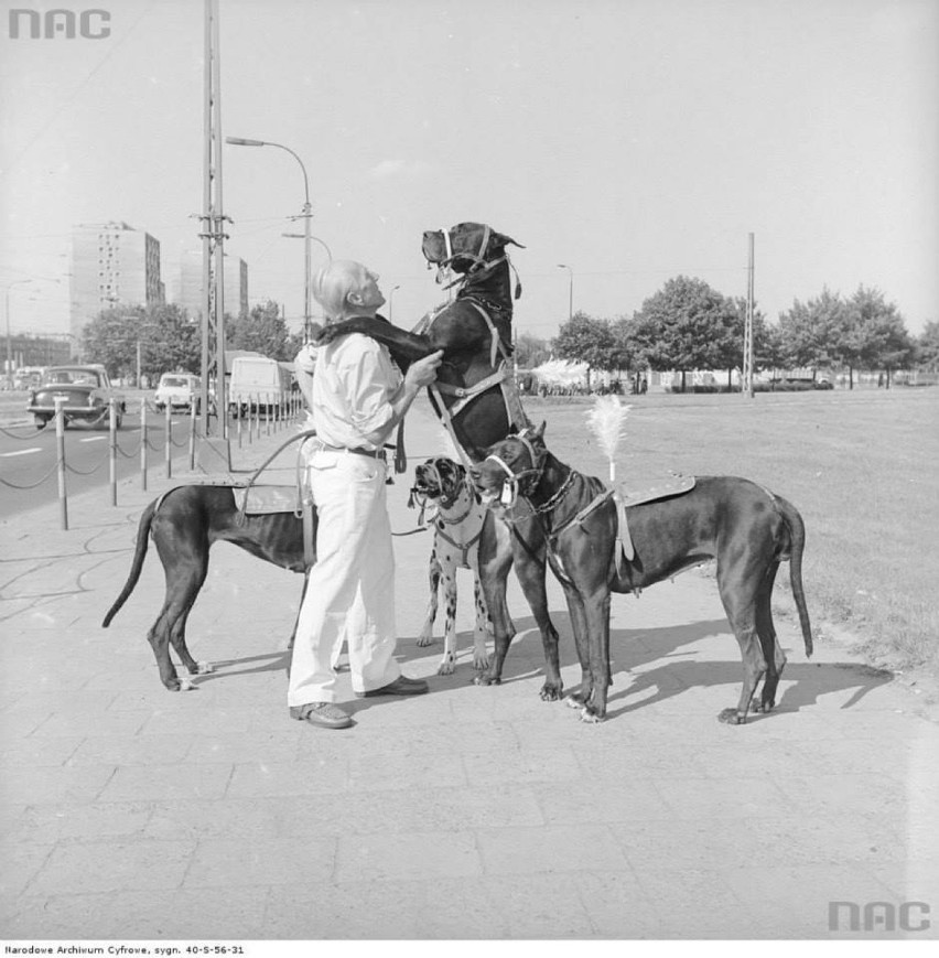 Treser z dogami przy ulicy Okopowej w Warszawie, między 1967...