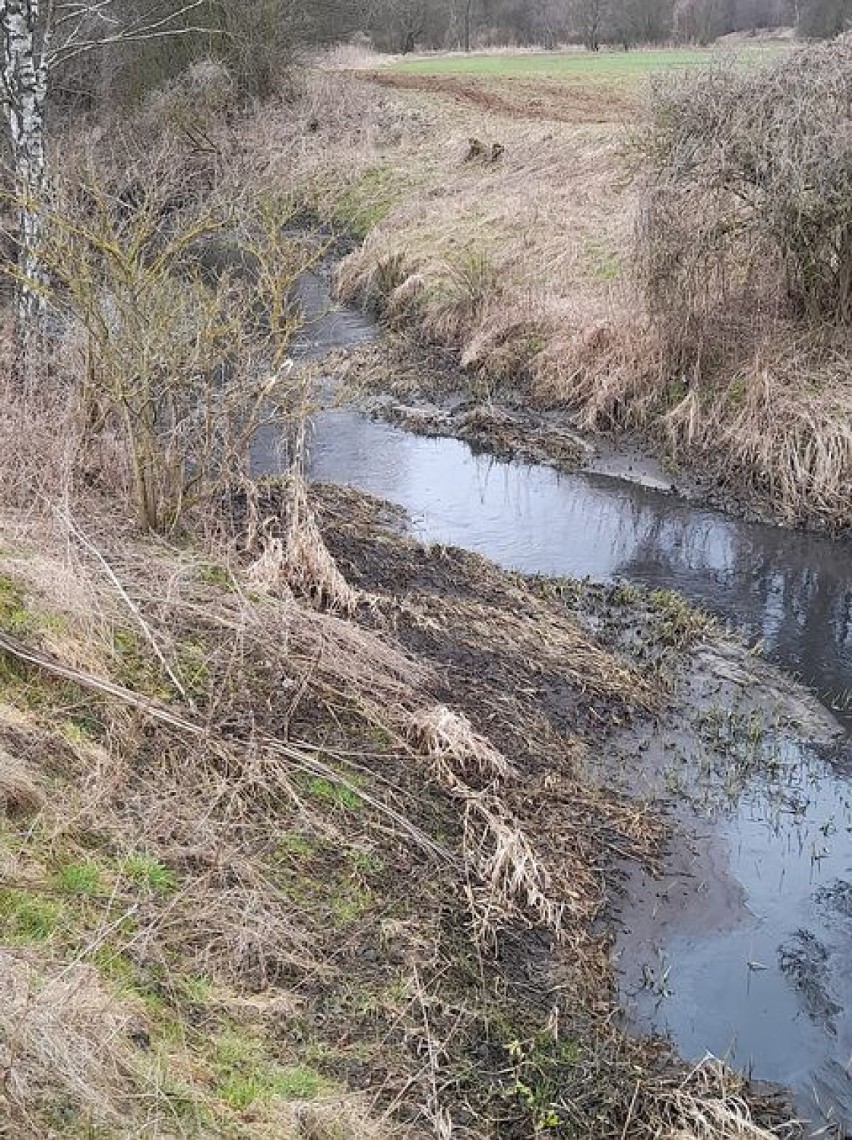 Sprawa zanieczyszczenia wody w rzece Ner jest na bieżąco monitorowana przez pracowników Państwowego Gospodarstwa Wodnego Wody Polskie