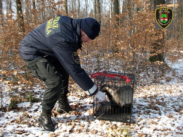 Borsuk uwięziony na działkach, został przez strażników schwytany i wywieziony do lasu, gdzie odzyskał wolność