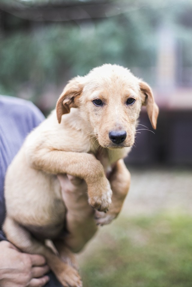 Cudowny Maluszek do adopcji :) Ma 3 miesiące, jest odrobaczony, odpchlony i zaszczepiony. Będzie najpewniej średniej wielkości.
Nie wydajemy psów na łańcuch. Przed wydaniem pieska przyjeżdżamy na wizytę przedadopcyjną. Serdecznie zapraszamy do poznania pieska osobiście codziennie w godzinach od 12 do 17. Więcej informacji pod numerem telefonu 600 044 362 :)