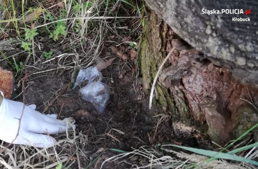22-latek z Działoszyna ukrywał narkotyki pod korzeniem drzewa