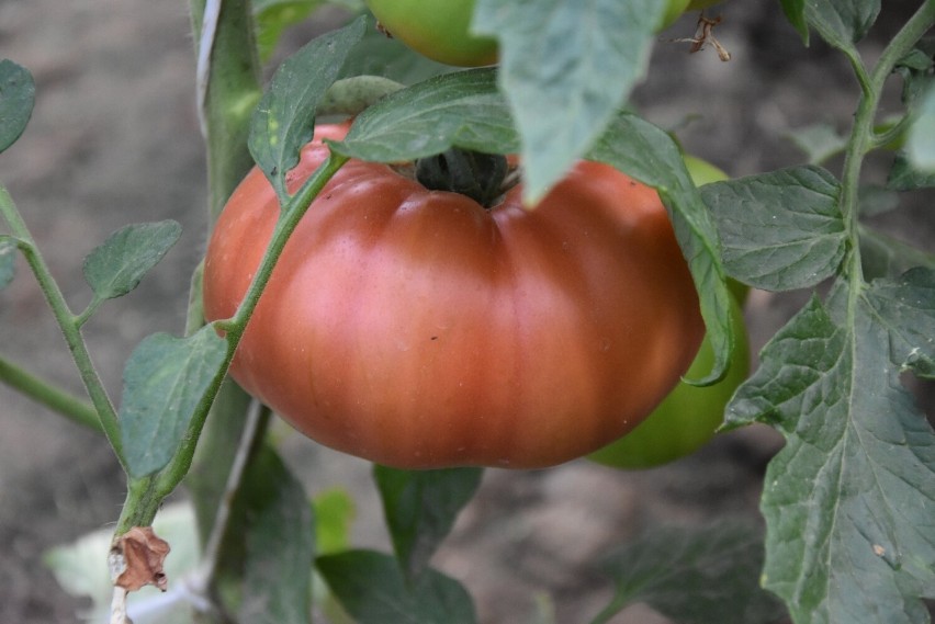 Gorlice. Pomidory olbrzymy u ogrodnika Romana Oleszkowicza. Jeden owoc wystarczy na śniadanie dla całej rodziny