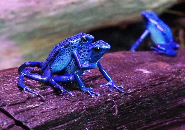 W sobotę po remoncie otwiera się wiwarium w łódzkim zoo. Gady i płazy można oglądać w nowych aranżacjach. Zoo jest czynne dalej mimo obostrzeń związanych z pandemią.CZYTAJ WIĘCEJ NA KOLEJNYM SLAJDZIE>>>>