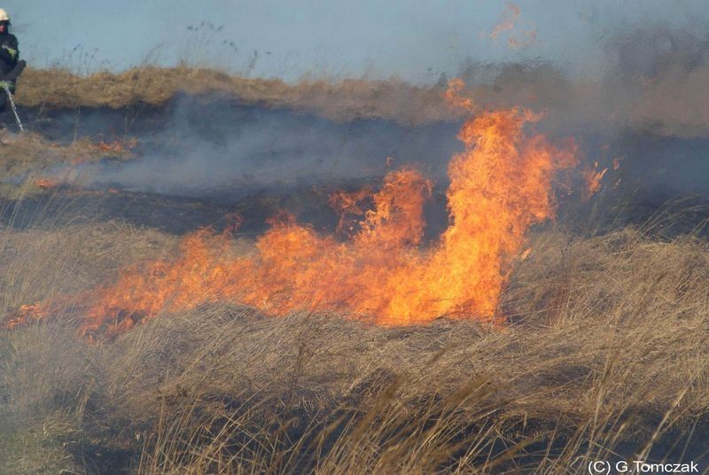 Pożar w Dąbrowie Górniczej. Płonęły trawy w dzielnicy Łosień [ZDJĘCIA]