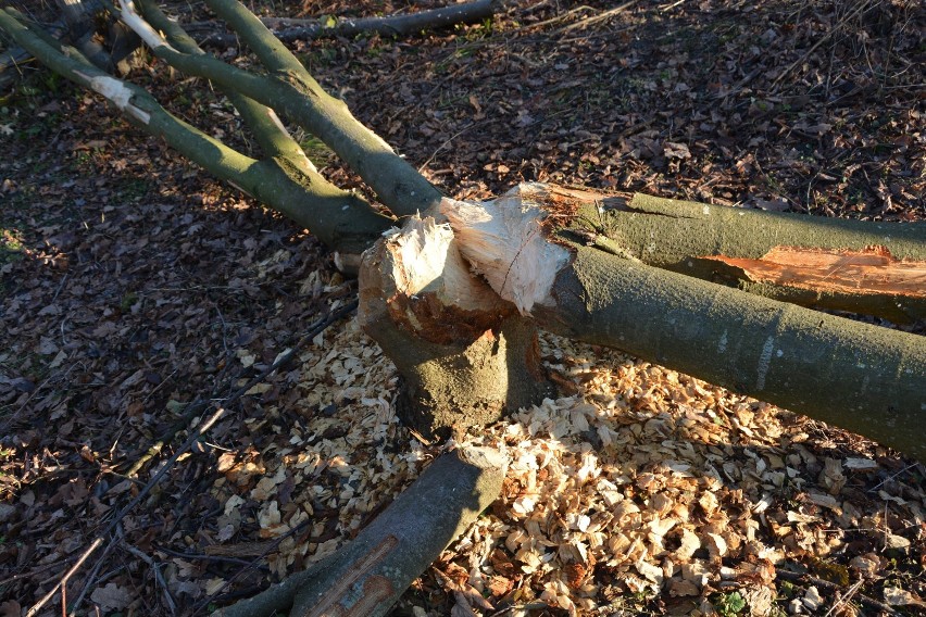 Bobry niszczą drzewa w parku podworskim w Hniszowie