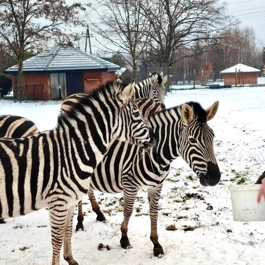 Dzień Zebry. Poznajcie niesamowitą historię Ayi z Zoo Borysew koło Poddębic. Nie uwierzysz, jakie przeżycia ma za sobą ZDJĘCIA