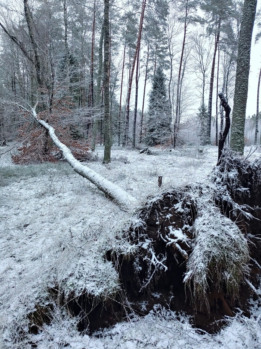 W Lipnicy tuż przed karetką runęło drzewo. Strażacy z powiatu bytowskiego walczą ze skutkami wichury