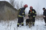 Znalazł się właściciel psa uwolnionego z kanału nieczynnej rzeźni w Łowiczu (Zdjęcia)