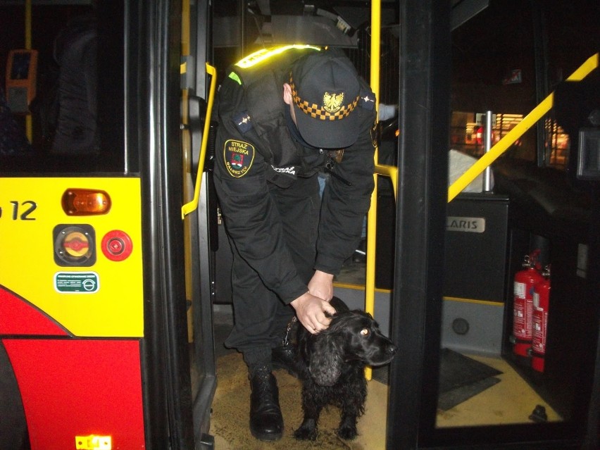 Pies podróżujący autobusem bez opieki, został przewieziony...