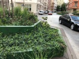 Skrzynie z zielenią znikną z ulicy Daszyńskiego we Wrocławiu? Żąda tego policja