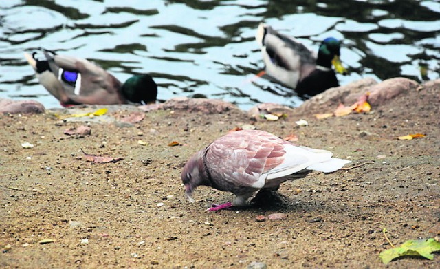 Ptaki są stałym elementem krotoszyńskiego parku