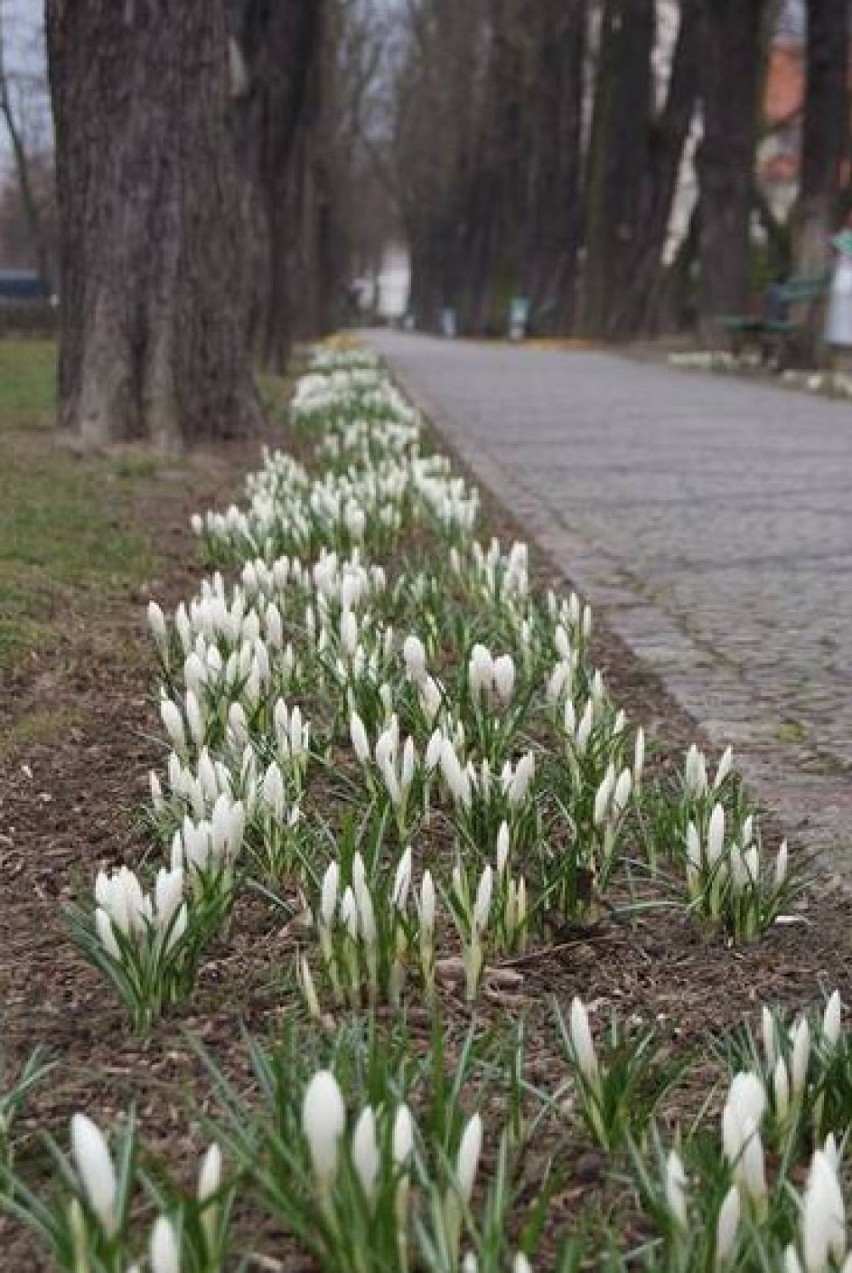 Konkurs fotograficzny "Przebudzenie wiosny"