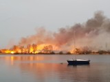 Ogromny pożar pod Wrocławiem. Pali się trzcinowisko [ZDJĘCIA] 