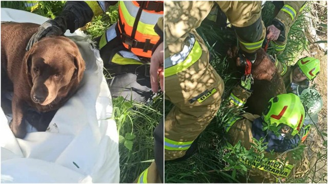 Pies znalazł się w ciężkiej sytuacji, ale strażacy z Piotrkowic pomogli wydostać się zwierzęciu.