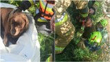 Strażacy OSP Piotrkowice ruszyli na pomoc uwięzionemu psu. Zwierzę utknęło przy Białej Tarnowskiej i czekało na ratunek. ZDJĘCIA 