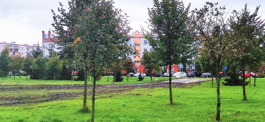 Malbork. Plac św. Urszuli Ledóchowskiej został rozjeżdżony. Magistrat zapewnia, że szkody pokryje ekipa cyrkowa, która dzierżawiła teren