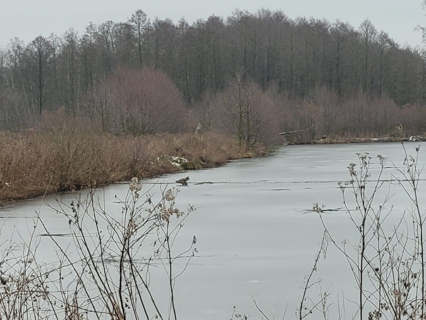 Strażacy uratowali łanię jelenia, pod którą załamał się lód