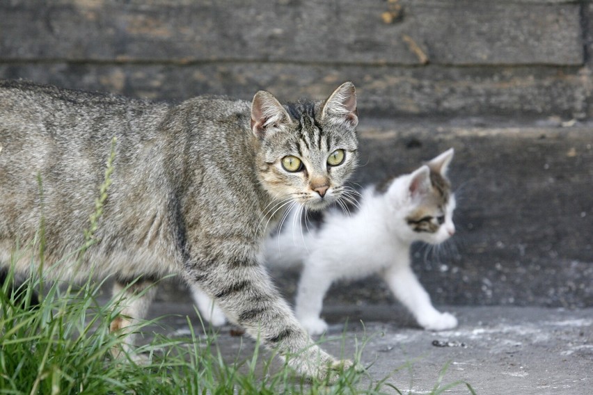 Akcja darmowej sterylizacji kotów wolno żyjących w Legnicy, zdjęcia