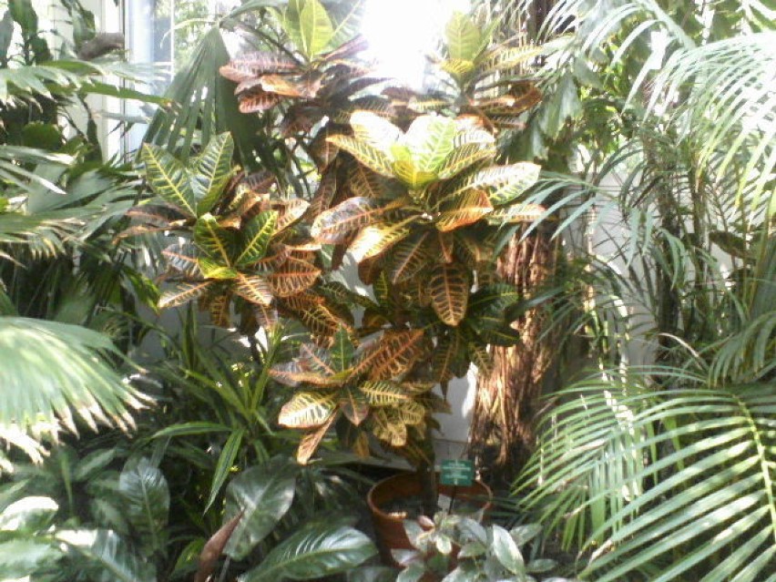 To jest drugie piętro tego tropikalnego lasu.foto: Ewa...