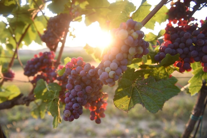 Beaujolais Nouveau to listopadowe święto wszystkich...