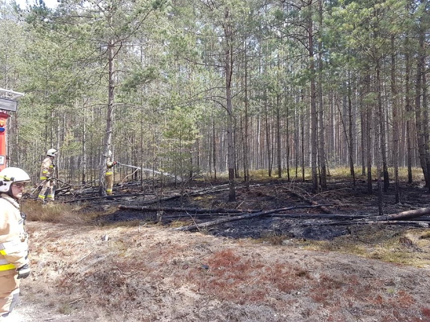 W okolicach Loryńca doszło do pożaru ściółki leśnej
