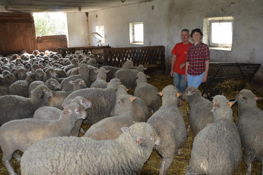 Stawiszyńscy przyznają, że owce jako zwierzęta hodowlane są...