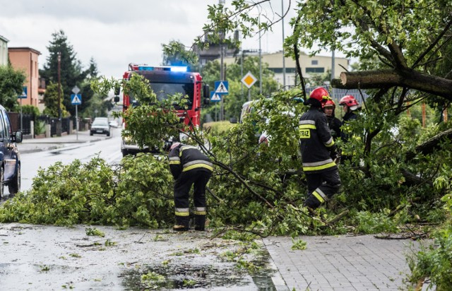 Silny wiatr uszkadzał drzewa w ciągu ostatniej doby. Ostrzeżenie IMGW dla Kujaw i Pomorza obowiązuje do godziny 13.00 we wtorek.