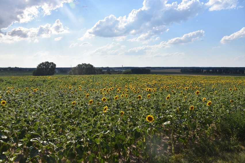 Tak zakwitły piękne słoneczniki w okolicach Książa Wielkopolskiego [zdjęcia]